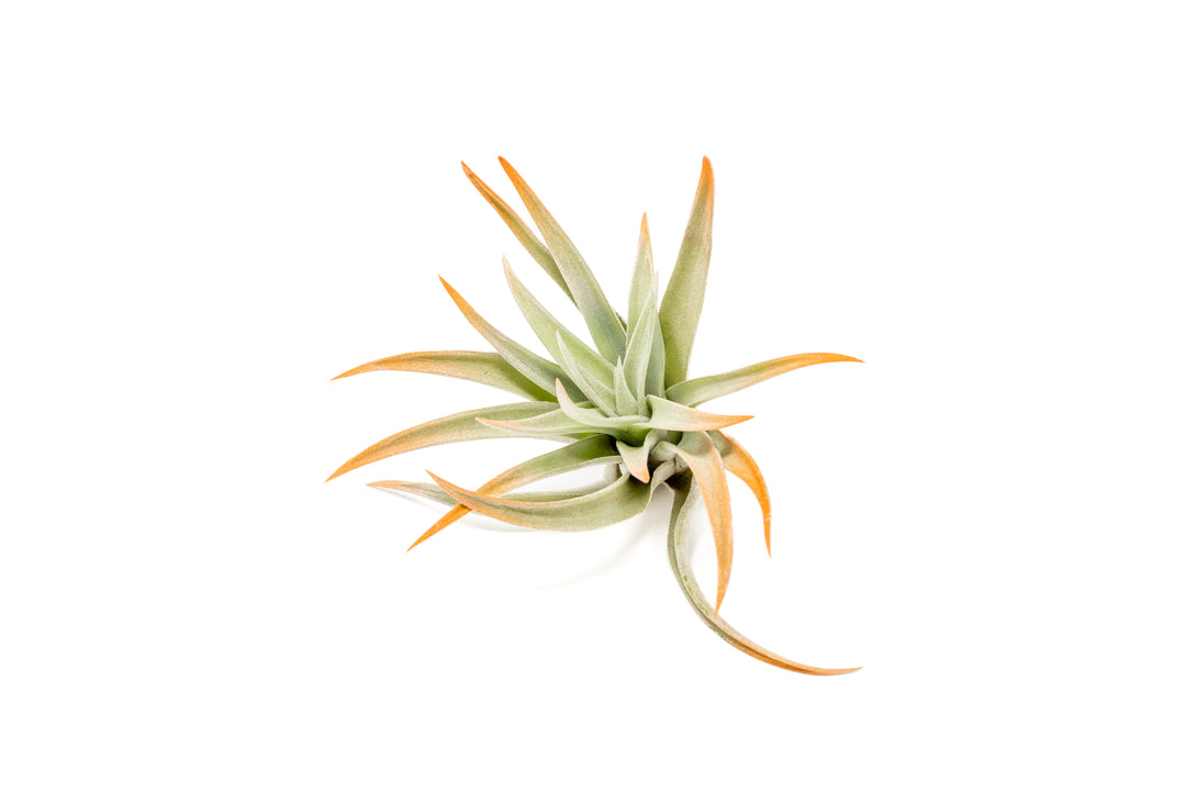 color enhanced orange tillandsia harrisii air plant
