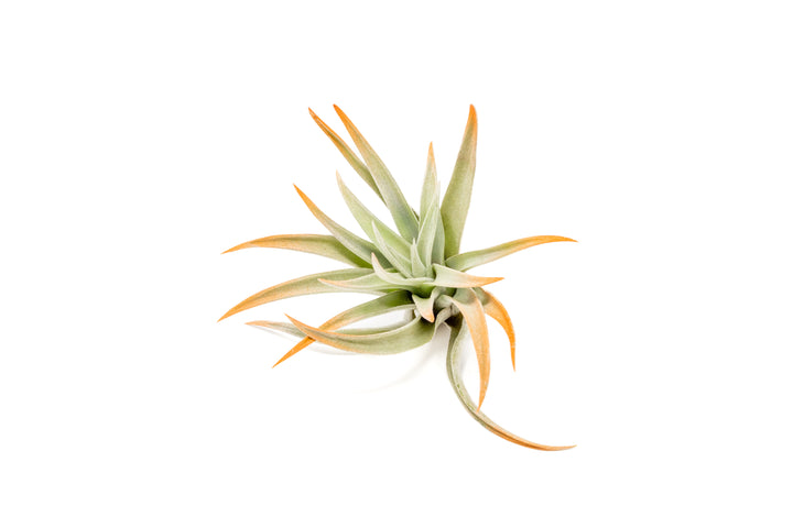 color enhanced orange tillandsia harrisii air plant