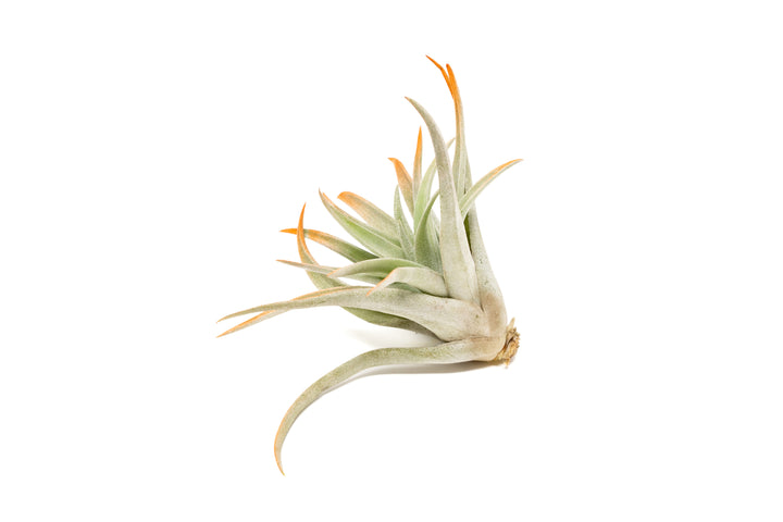 color enhanced orange tillandsia harrisii air plant