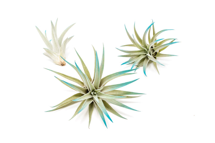 three color enhanced teal tillandsia harrisii air plants