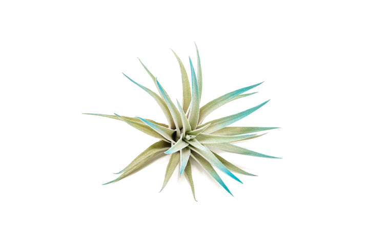 color enhanced blue tillandsia harrisii air plant