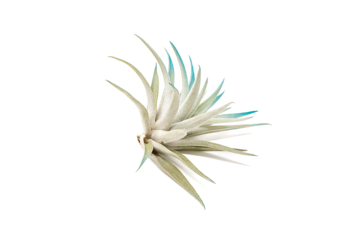 color enhanced blue tillandsia harrisii air plant