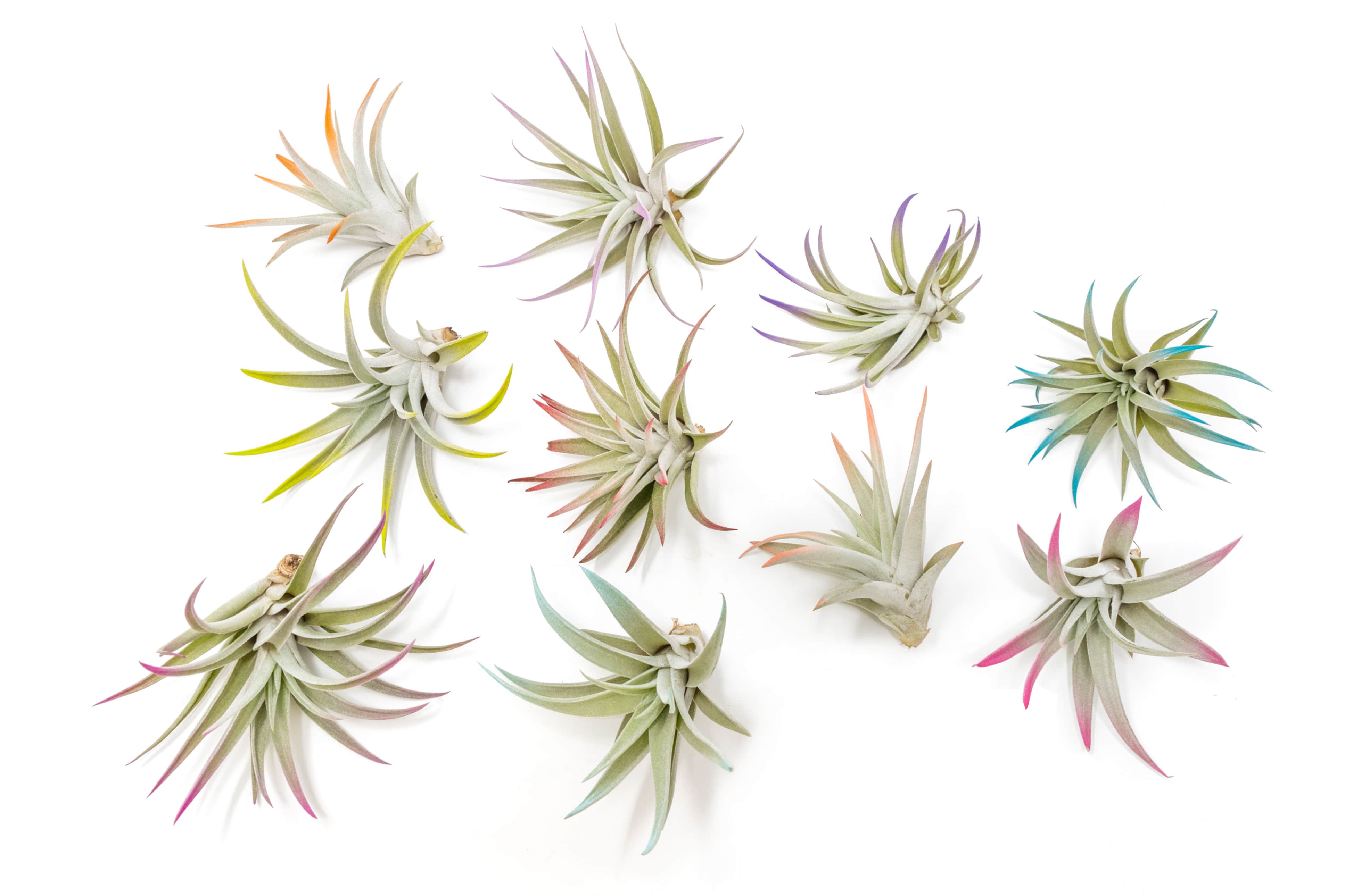 The Pride Collection of Color Enhanced Tillandsia Air Plants – Air