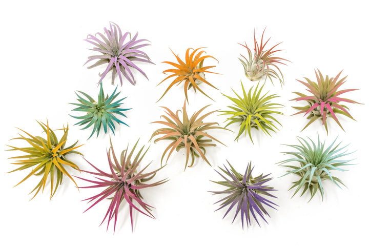 multiple color enhanced tillandsia ionantha rubra air plants in yellow, red, pink, purple and orange