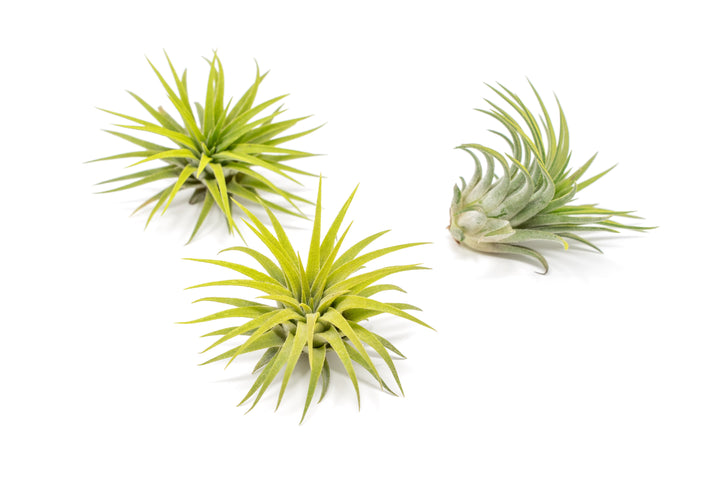 three bright green color enhanced tillandsia ionantha rubra air plant