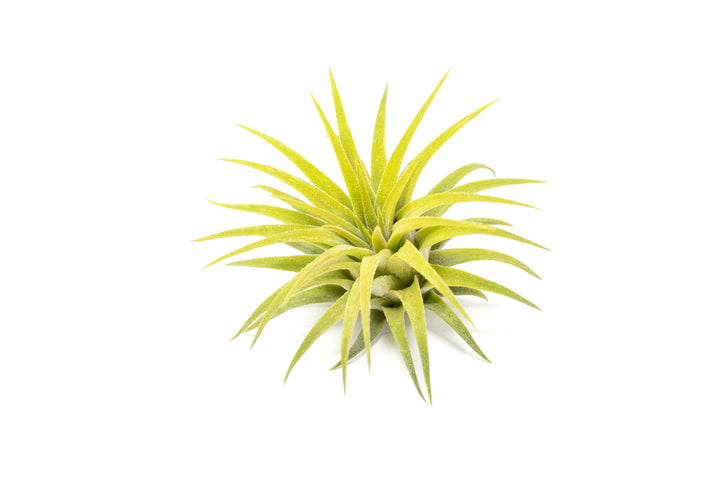 bright green color enhanced tillandsia ionantha rubra air plant