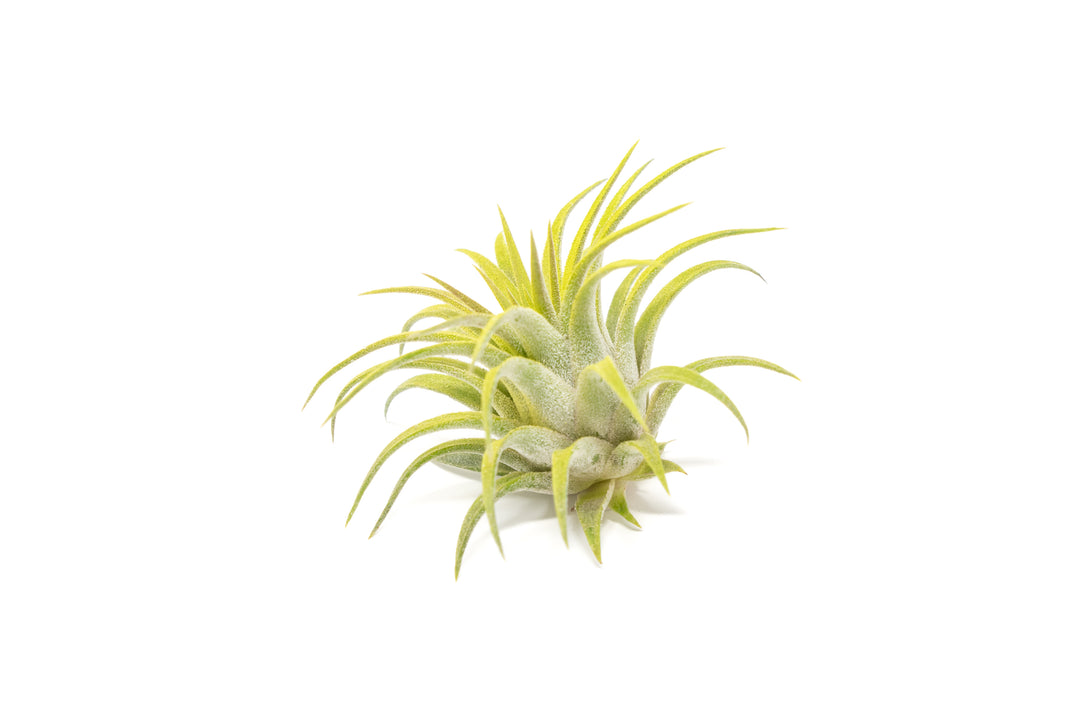 bright green color enhanced tillandsia ionantha rubra air plant