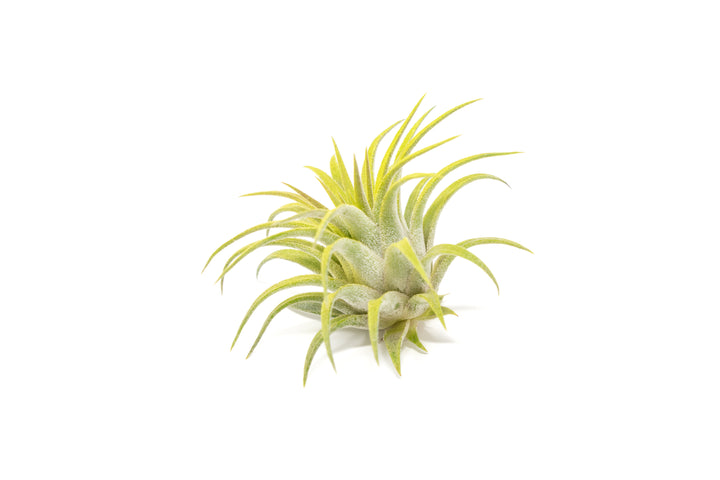 bright green color enhanced tillandsia ionantha rubra air plant