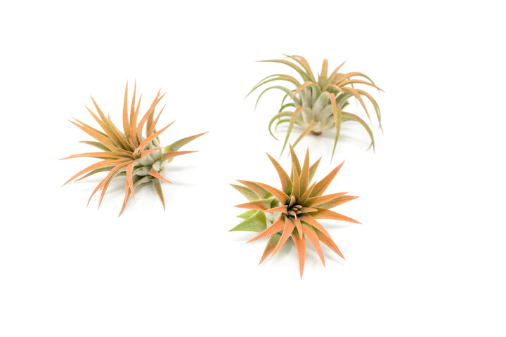 three color enhanced coral tillandsia ionantha rubra air plants