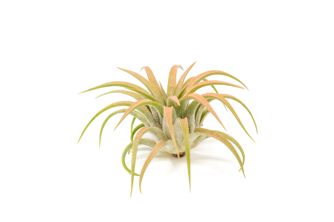 color enhanced coral tillandsia ionantha rubra air plant
