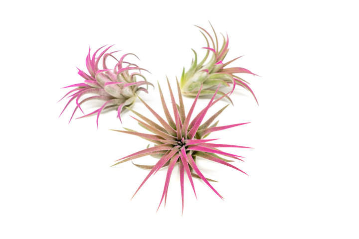 three color enhanced pink tillandsia ionantha rubra air plants