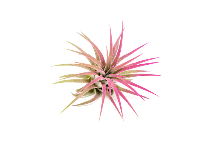 color enhanced pink tillandsia ionantha rubra air plant