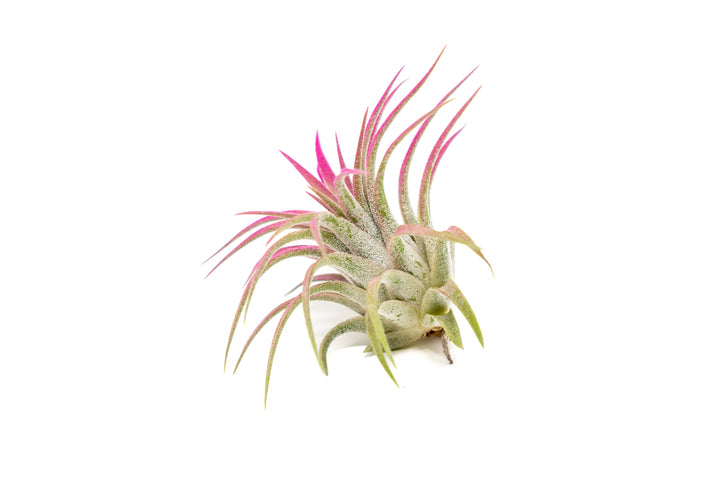 color enhanced pink tillandsia ionantha rubra air plant