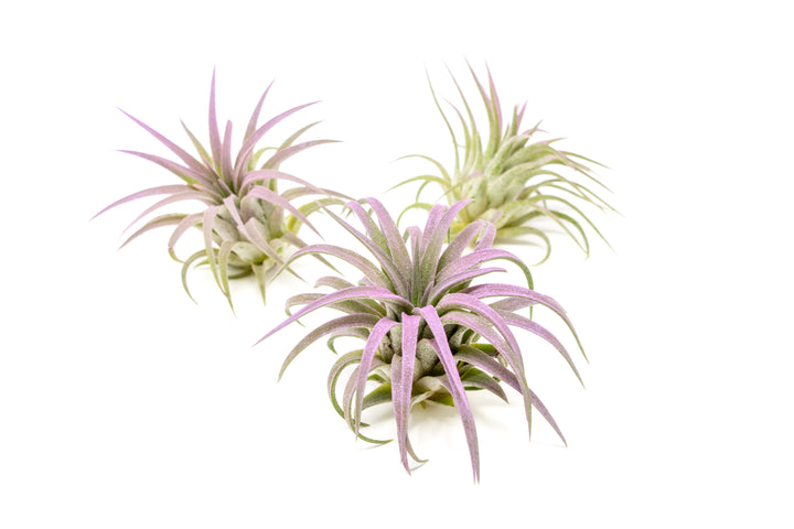 three color enhanced lavender tillandsia ionantha rubra air plants