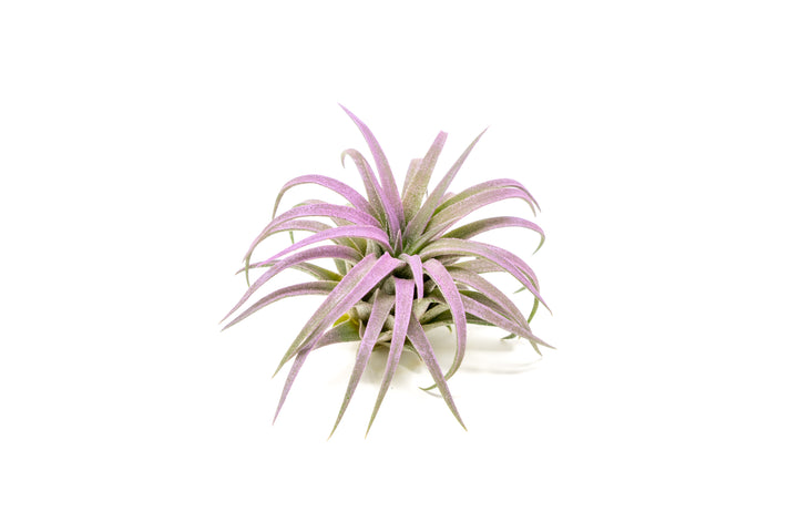 color enhanced lavender tillandsia ionantha rubra air plant