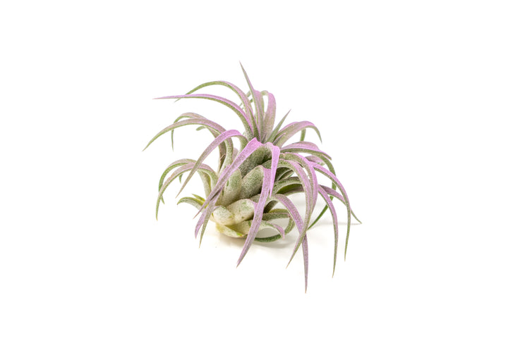 color enhanced lavender tillandsia ionantha rubra air plant