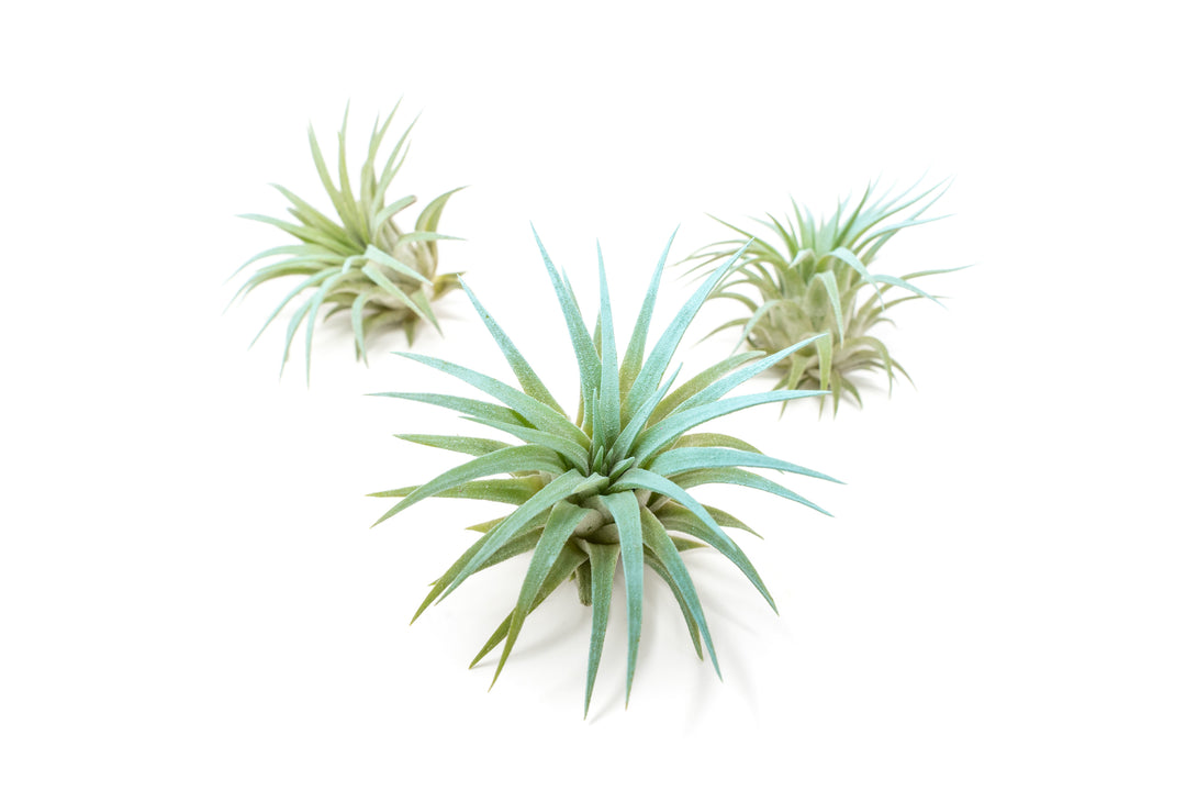 three color enhanced blue tillandsia ionantha rubra air plants