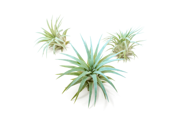 three color enhanced blue tillandsia ionantha rubra air plants
