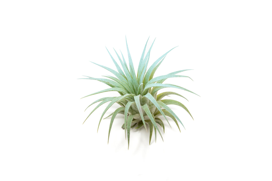 color enhanced blue tillandsia ionantha rubra air plant