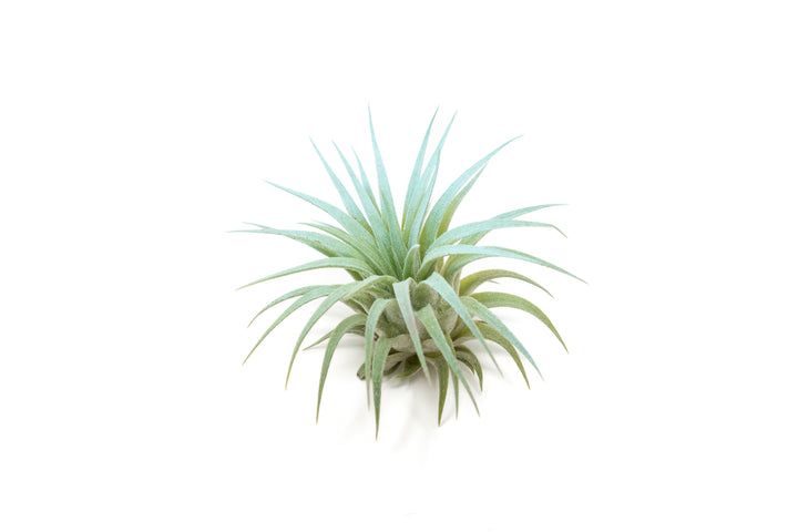 color enhanced blue tillandsia ionantha rubra air plant