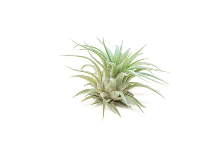 color enhanced blue tillandsia ionantha rubra air plant