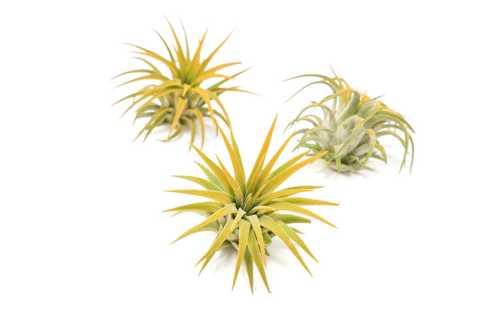 three color enhanced orange tillandsia ionantha rubra air plants