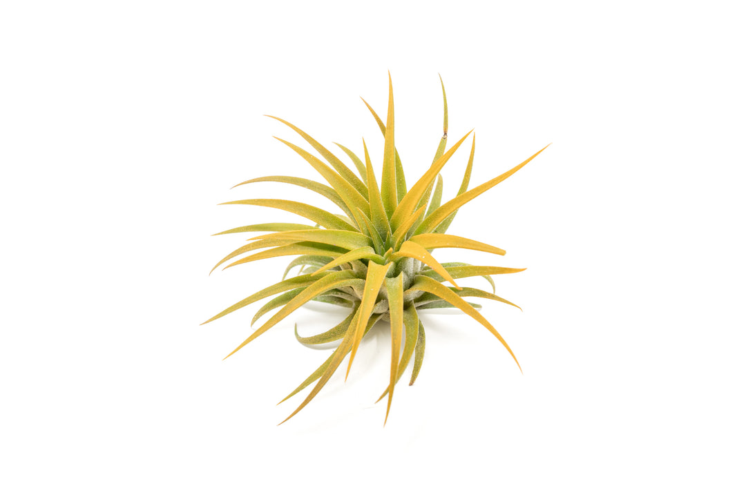 color enhanced orange tillandsia ionantha rubra air plant