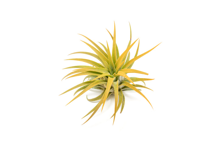 color enhanced orange tillandsia ionantha rubra air plant