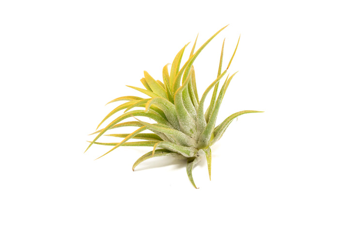 color enhanced orange tillandsia ionantha rubra air plant