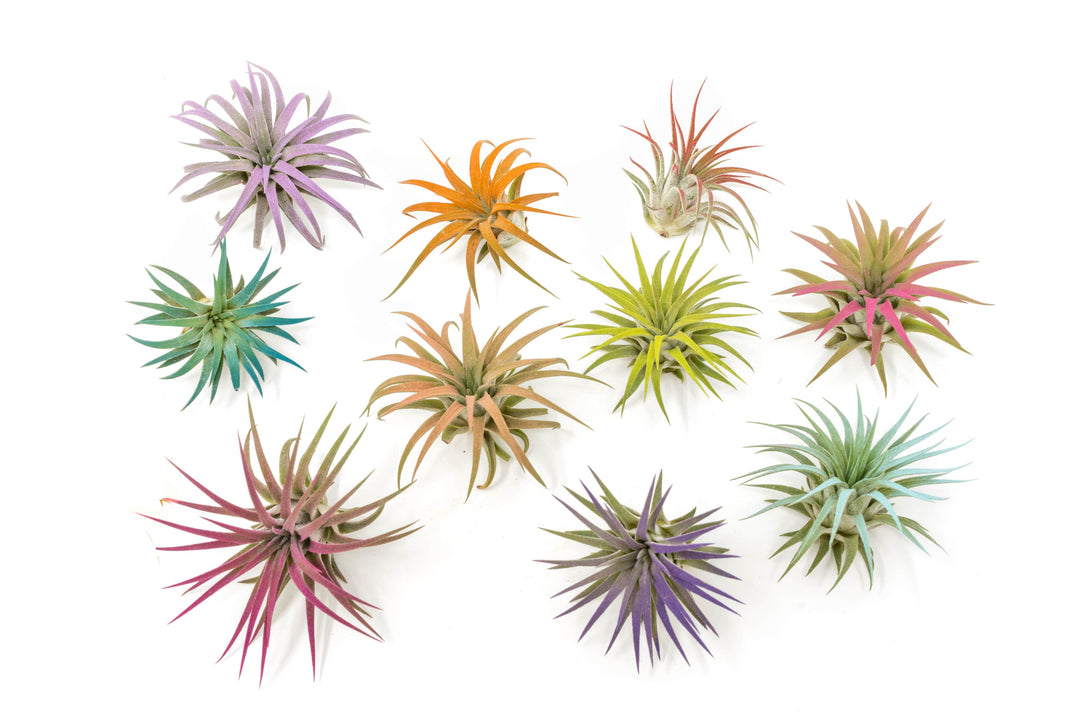 air plant collection The Pride Collection of Color Enhanced Tillandsia Air Plants