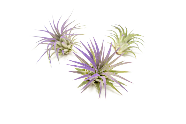 three color enhanced purple tillandsia ionantha rubra air plants