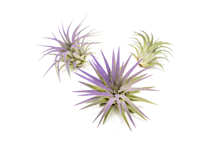 three color enhanced purple tillandsia ionantha rubra air plants