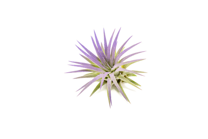 color enhanced purple tillandsia ionantha rubra air plant