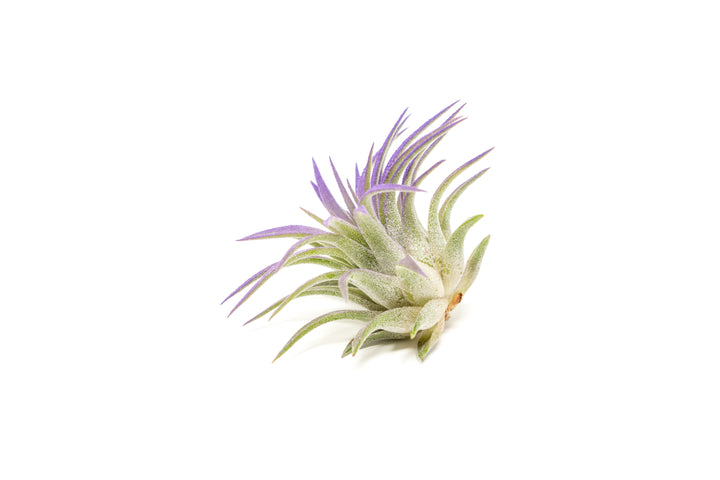 color enhanced purple tillandsia ionantha rubra air plant