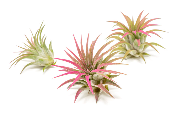 three color enhanced pink tillandsia ionantha rubra air plants