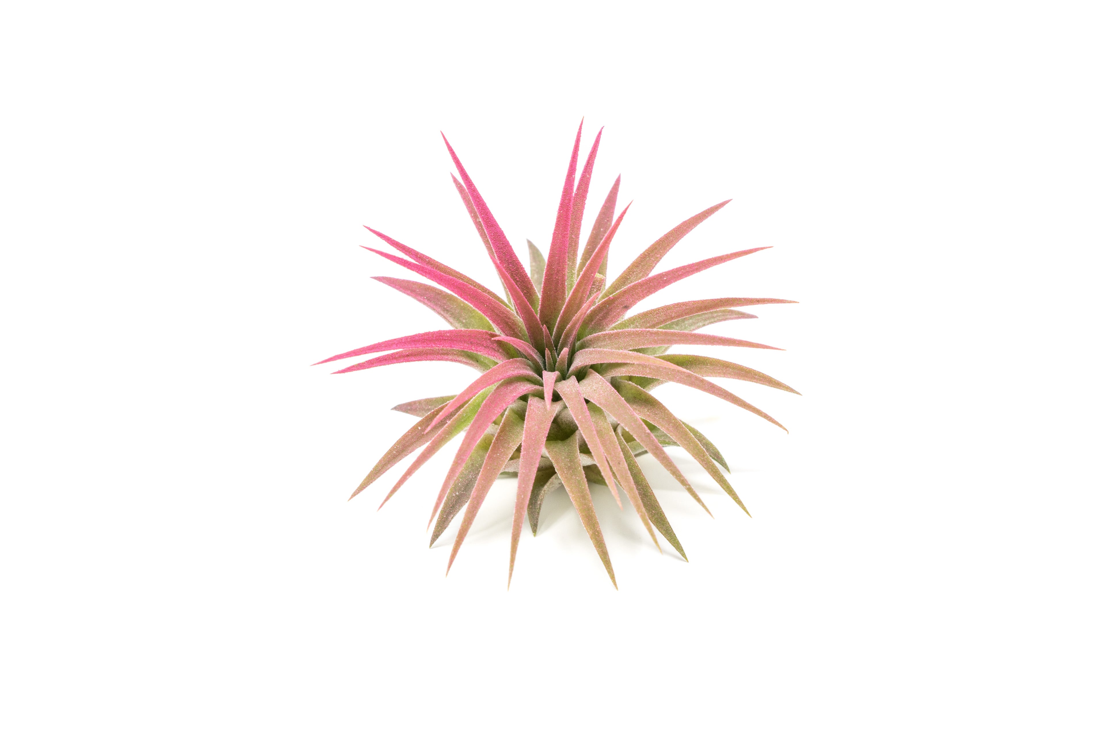 ブロメリア・エアープランツ Tillandsia ionantha 'Peanut'Rosita Color Ionantha Peanut (Mini Ionantha Form) – Air Plant Hub