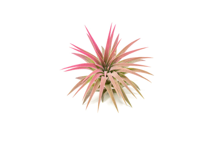 Wholesale - Raspberry Pink Enhanced Tillandsia Air Plants