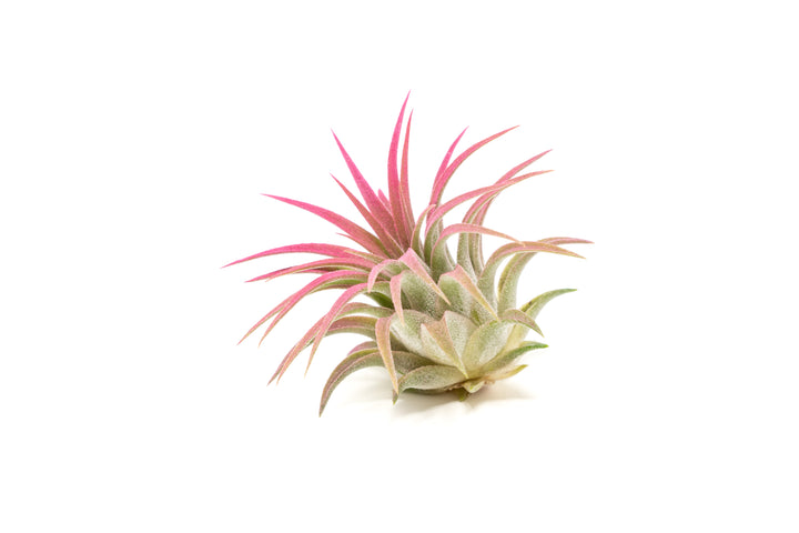 color enhanced pink tillandsia ionantha rubra air plant
