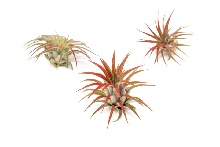 three color enhanced red tillandsia ionantha rubra air plants