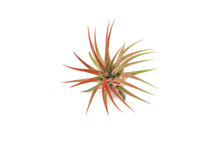 color enhanced red tillandsia ionantha rubra air plant