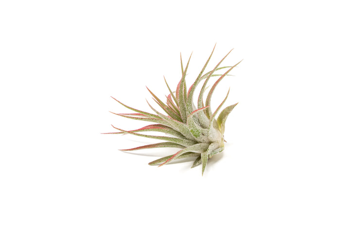 color enhanced red tillandsia ionantha rubra air plant
