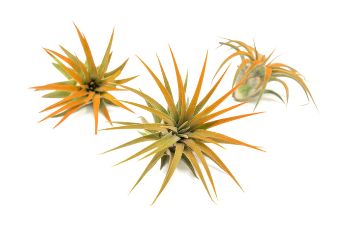 three color enhanced orange tillandsia ionantha rubra air plants