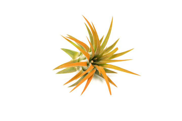 color enhanced orange tillandsia ionantha rubra air plant