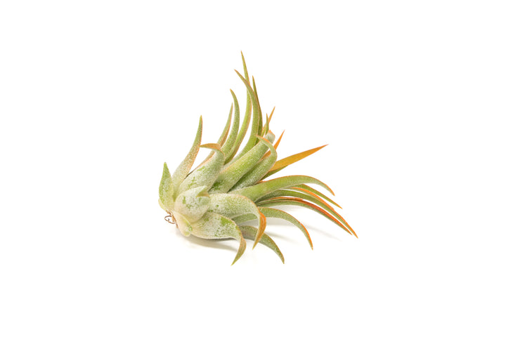 color enhanced orange tillandsia ionantha rubra air plant