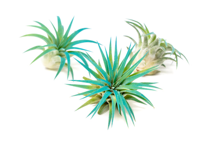 three color enhanced teal tillandsia ionantha rubra air plants