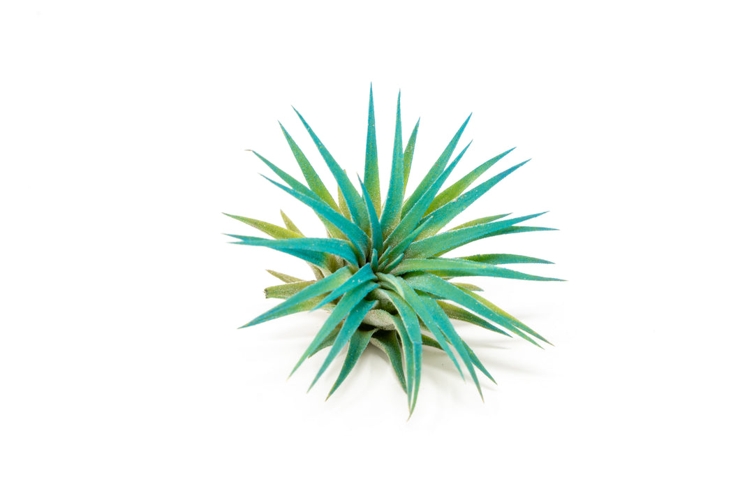 Wholesale - Color Enhanced Tillandsia Ionantha Rubra Air Plants