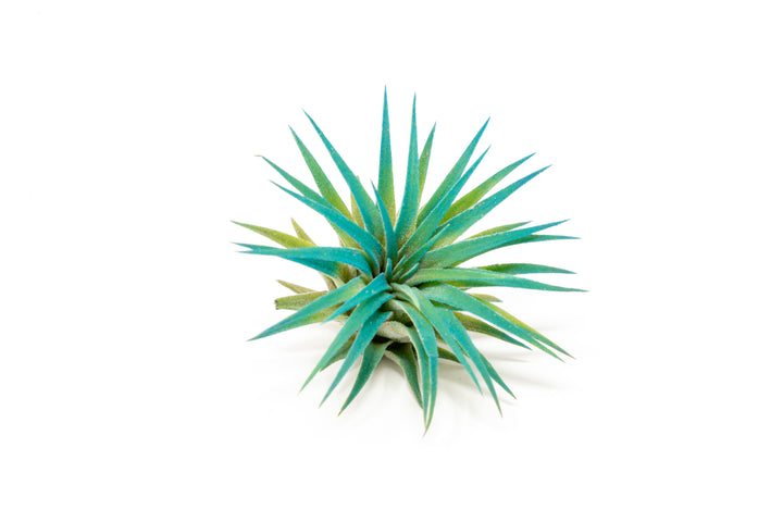 Wholesale - Color Enhanced Tillandsia Ionantha Rubra Air Plants