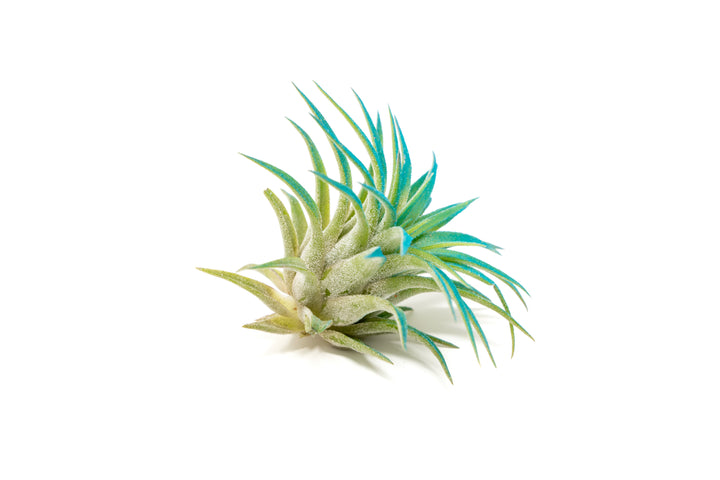 color enhanced teal tillandsia ionantha rubra air plants