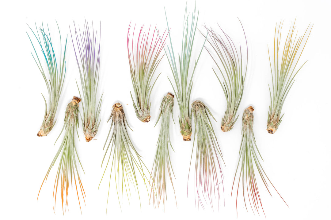 color enhanced tillandsia juncea air plants in teal, purple, red, orange and pink