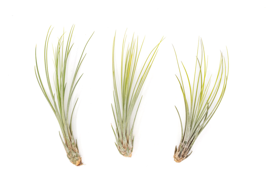 three bright green color enhanced tillandsia juncea air plants
